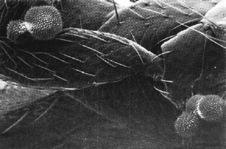Tawa pollen on the leg of a thrips