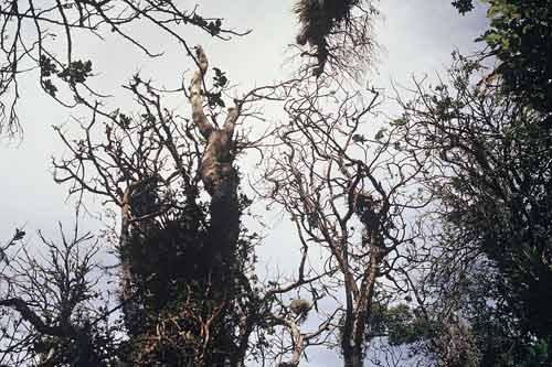 Defoliated kohekohe