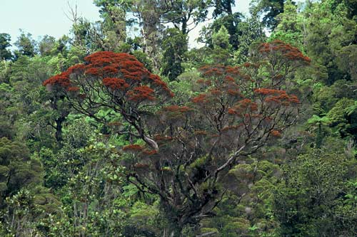 Northern rātā recovery