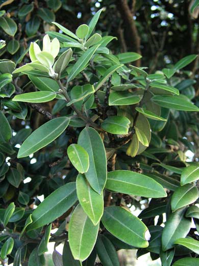 Pōhutukawa leaves 