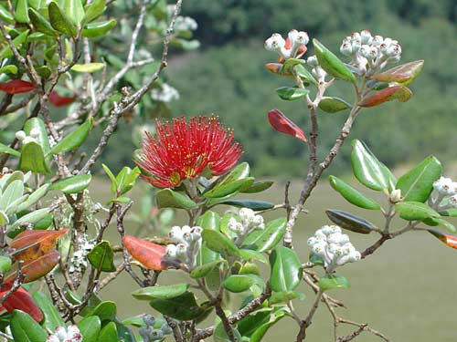 Kermadec pōhutukawa
