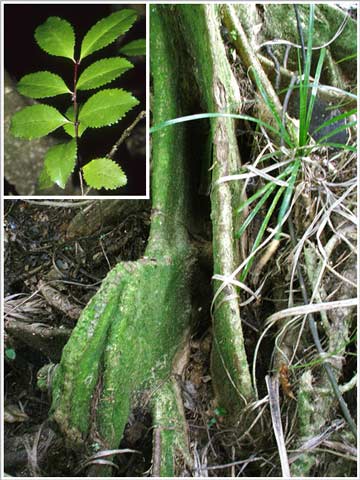 Pukatea buttresses and leaves