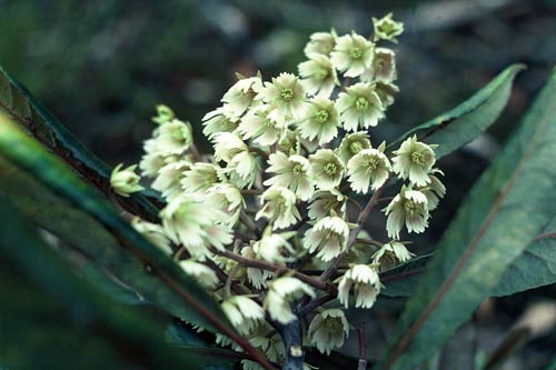 Hīnau flowers 
