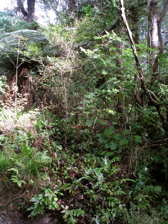 Understorey shrubs