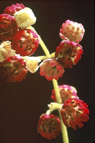 Wineberry in flower 