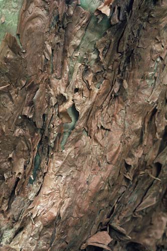 Tree fuchsia bark