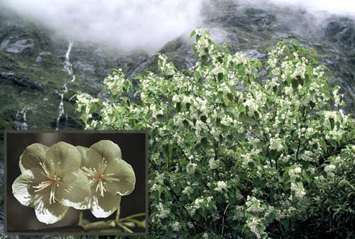 Mountain lacebark