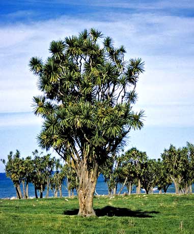 Tī kōuka – New Zealand cabbage tree
