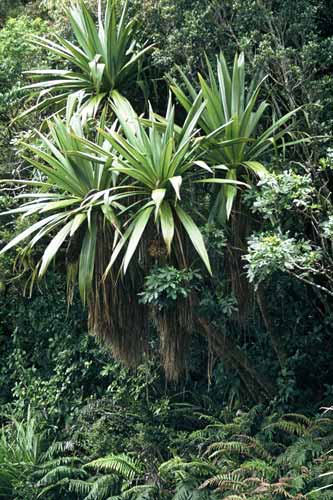 Tōī – mountain cabbage tree