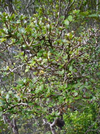 <em>Pittosporum rigidum</em>