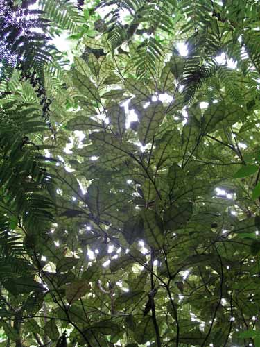 Underside of heketara leaves