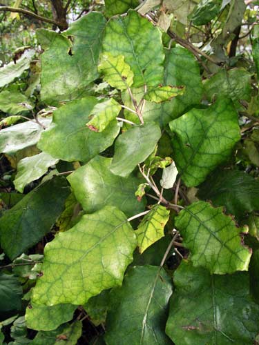Rangiora leaves 