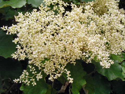 Rangiora flowering 