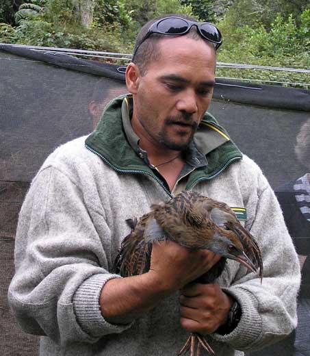 Weka at Whirinaki Sanctuary