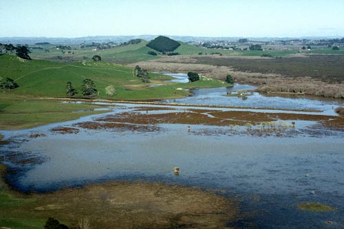 Whangamarino wetland
