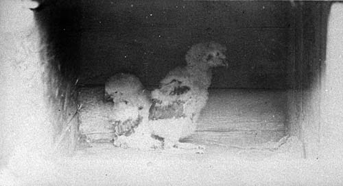 Kākāpō chicks