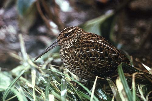 Stewart Island snipe 