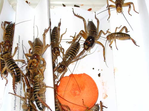 Stolen wētā