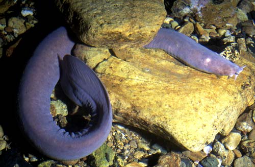 Tuere (hagfish)