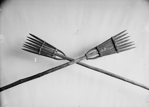 Eel spears