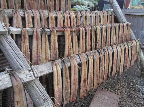 Eel fillets drying