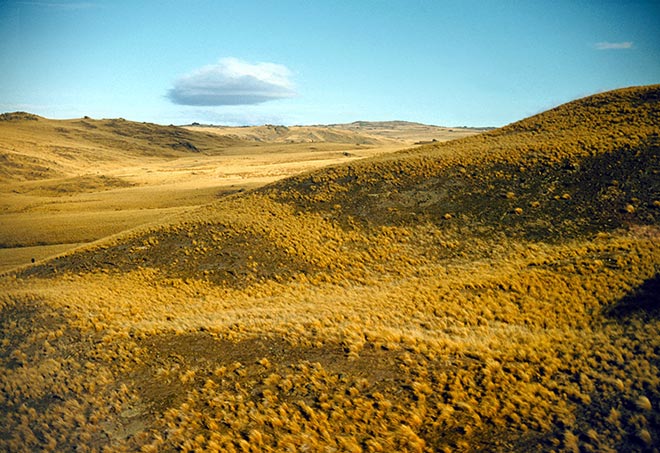 Tussock grasslands 