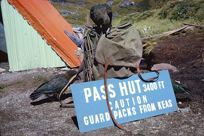 Kea investigating a pack 