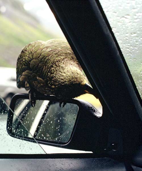 Kea on a car wing mirror 
