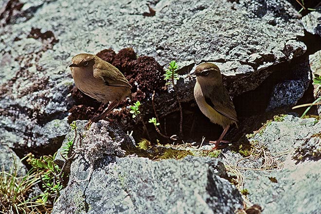 Pair of rock wrens