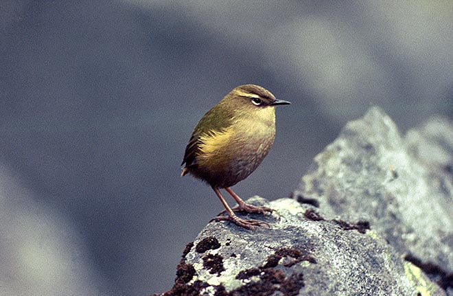 Rock wren on rock