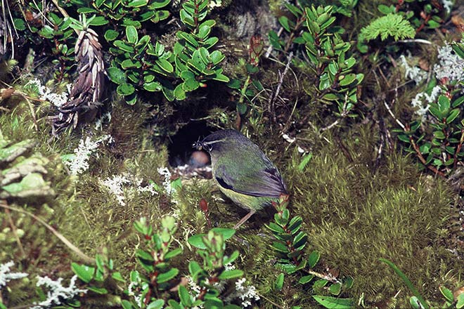 Rock wren at nest entrance