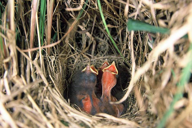 Pipit nest with chicks