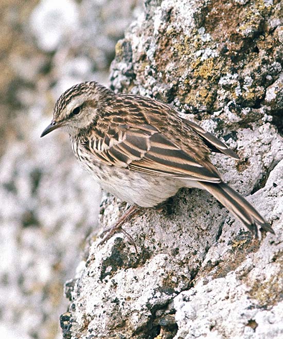 Chatham Island pipit 