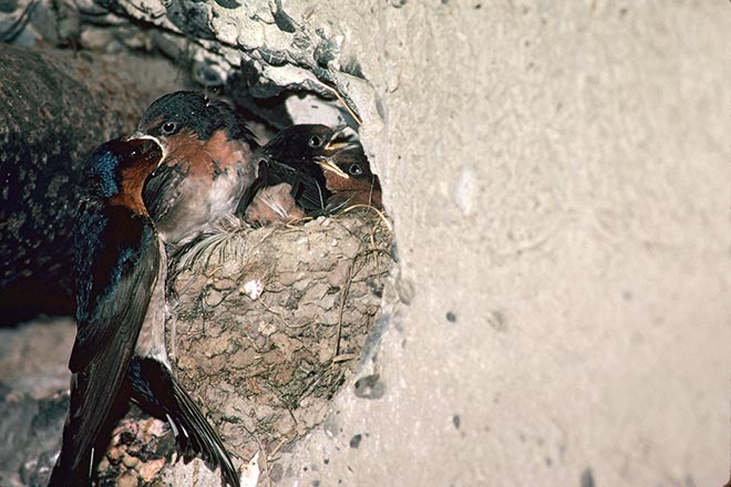 Welcome swallow at nest