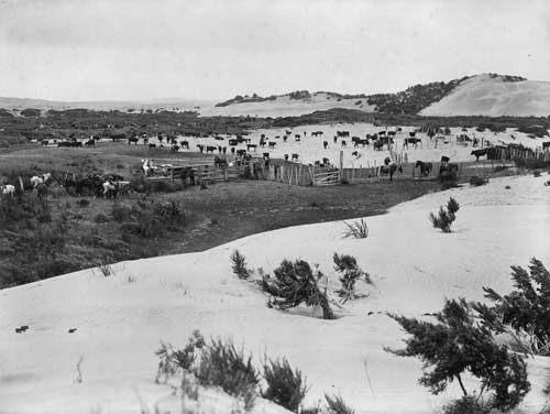 Farmland, Houhora
