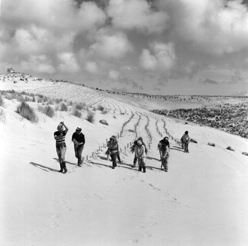 Hand-planting marram grass 