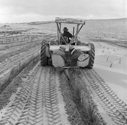 Tractor planting 