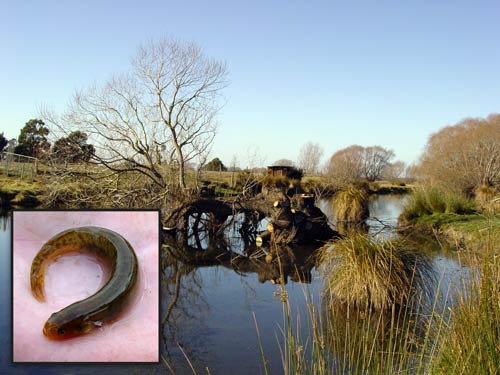 Canterbury mudfish habitat