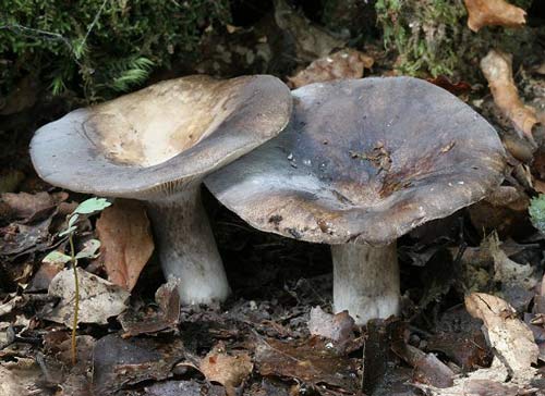 Rare fungus
