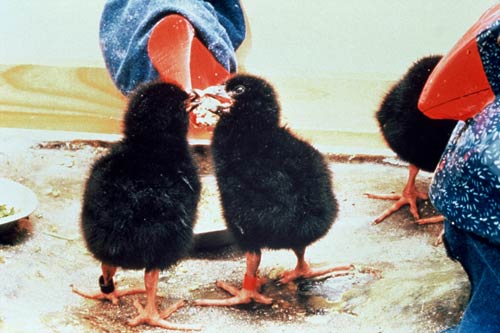 Feeding takahē