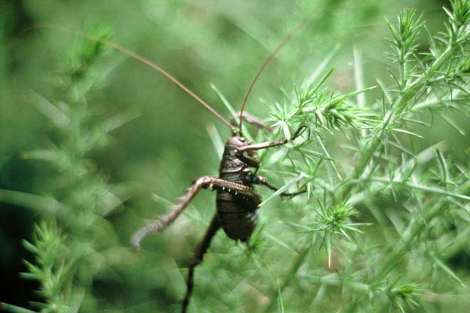 Mahoenui giant wētā