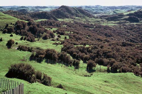 Mahoenui giant wētā sanctuary