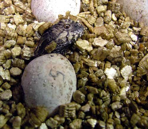 Tuatara hatchling