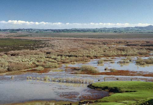 Whangamarino wetland