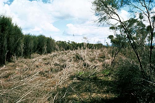 Slashed mānuka, Kopuatai Peat Dome