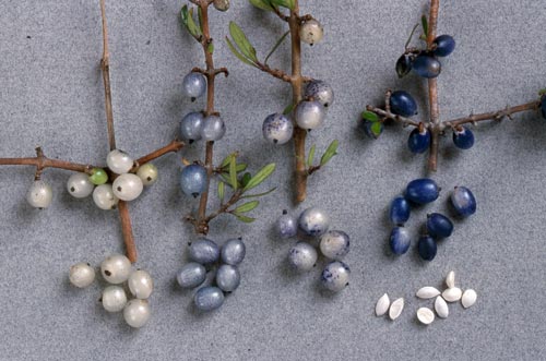 Mingimingi berries