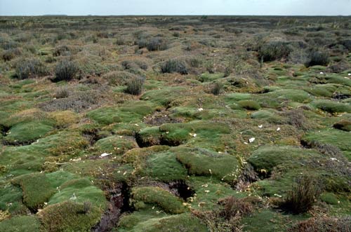 Cushion field, Waituna lagoon