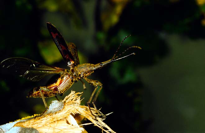 Giraffe weevil