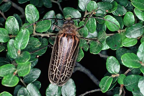 Huhu beetle 