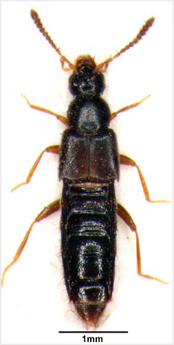 Rove beetle 
